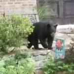 bl_bear_21-min